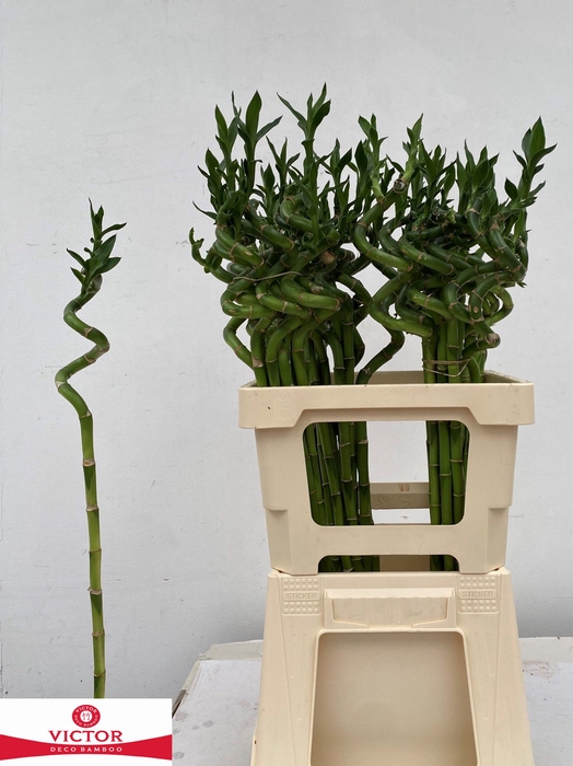 DRAC LUCKY BAMBOO