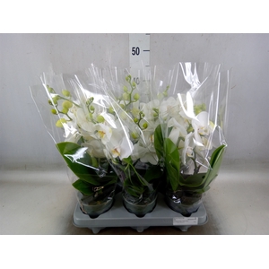 Phalaenopsis   ...white