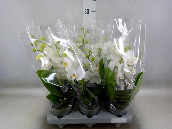 <h4>Phalaenopsis   ...white</h4>