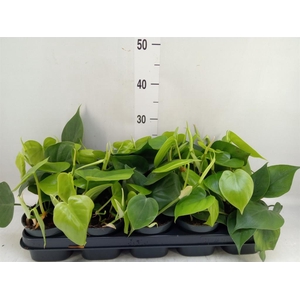 Philodendron scand.