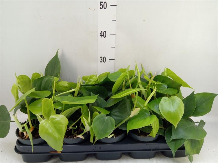 <h4>Philodendron scand.</h4>