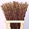 Salix Ch Red Passion