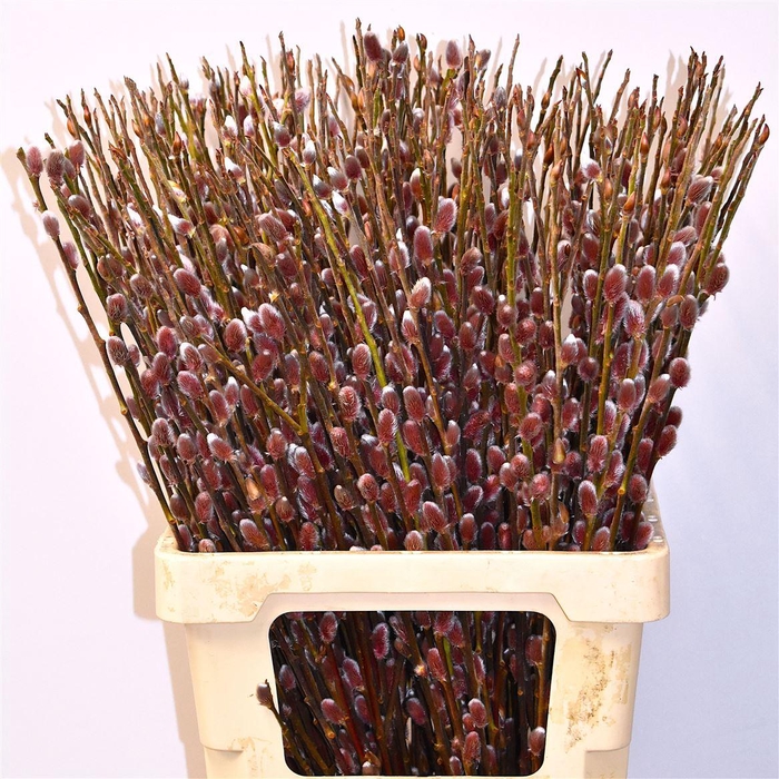 <h4>Salix Ch Red Passion</h4>