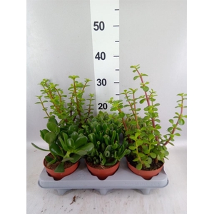 Succulents   ...