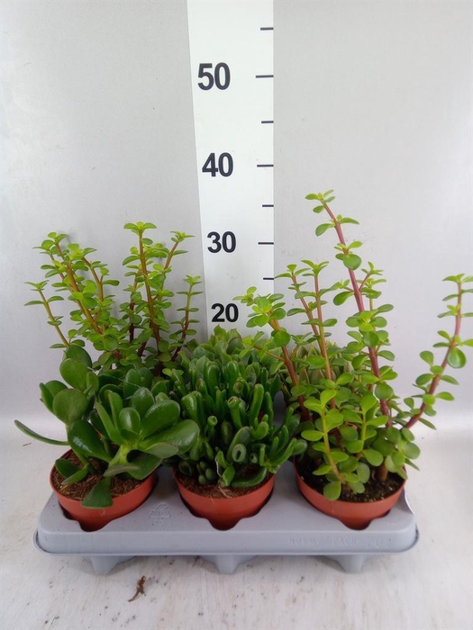 <h4>Succulents   ...</h4>