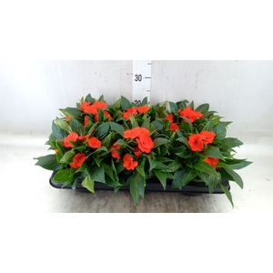 Impatiens NG 'Tamarinda Orange'