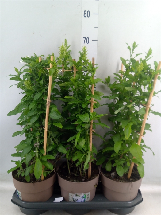 <h4>Plumbago auriculata</h4>