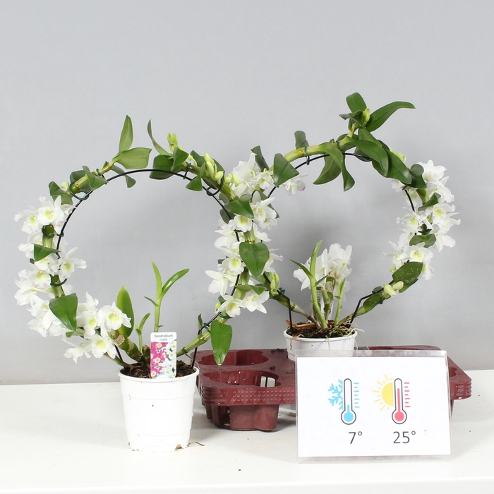 <h4>DENDR N SC APOLLON</h4>