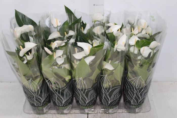 <h4>ANTHURIUM SUCCESS WHITE P12 BRANCO</h4>