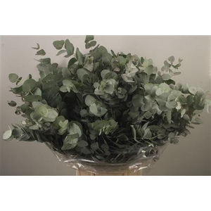 Euc Cinerea Per Bunch Za Short Spray