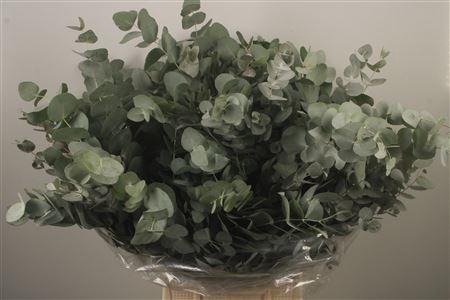 <h4>Euc Cinerea Per Bunch Za Short Spray</h4>