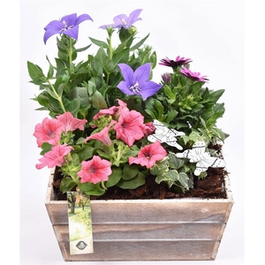 Hout Schaal 26x25xhoog 10cm