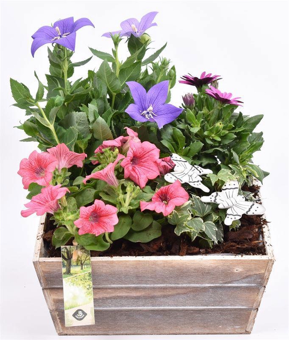 <h4>Hout Schaal 26x25xhoog 10cm</h4>