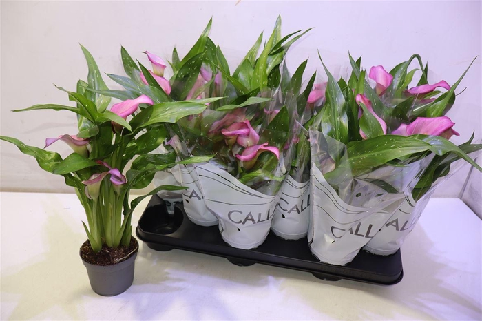 <h4>arr8 Zant Zazu</h4>