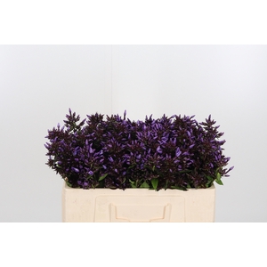 Phlox Overig Blauw