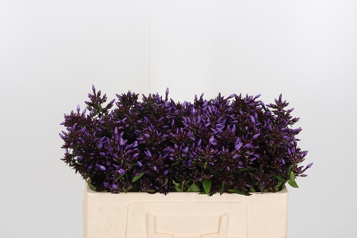 <h4>Phlox Overig</h4>