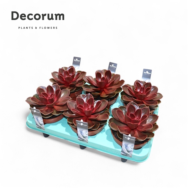 <h4>Echeveria Red Ruby (decorum)</h4>