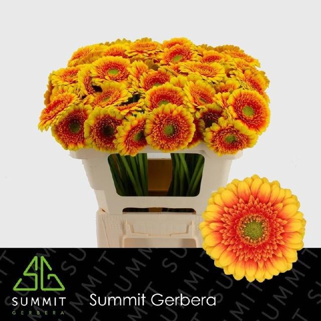 <h4>GE MI ARIBA</h4>