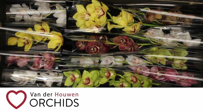 <h4>Gemengd 50 cm.</h4>