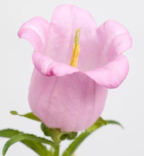 CAMP M CAM PEAR PINK