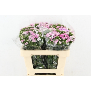 DI AMAZON NEON ROSE MAGIC