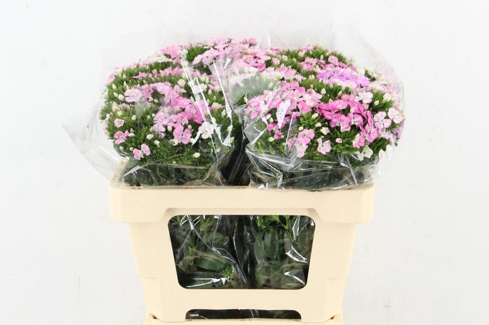 <h4>DI AMAZON NEON ROSE MAGIC</h4>