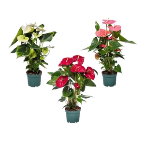 Anthurium mix 17cm 4 kleuren