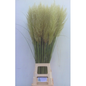 CORTADERIA OV