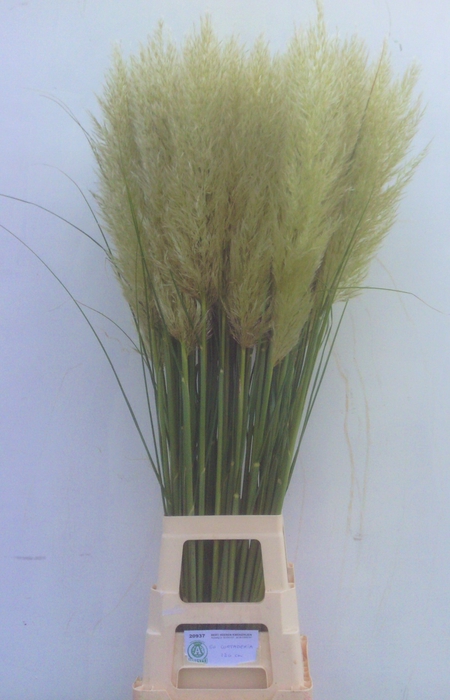 CORTADERIA OV