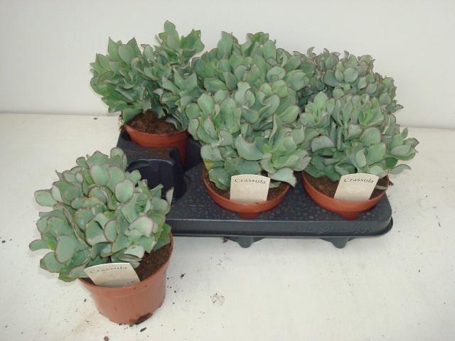 <h4>CRASS ARBOR CURLY</h4>