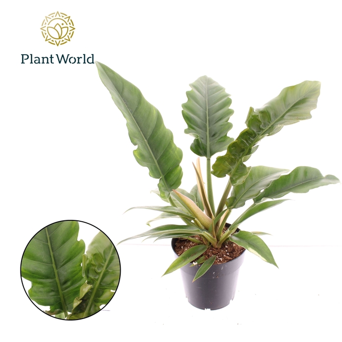 <h4>Philodendron Narrow Escape</h4>