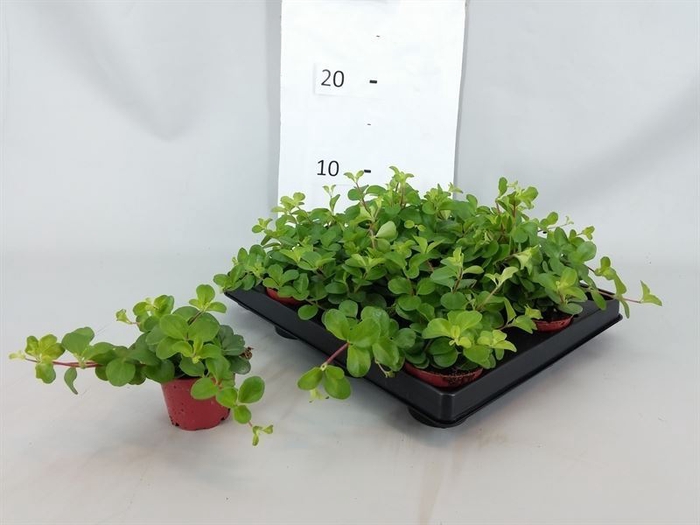 <h4>Peperomia rotundifolia</h4>