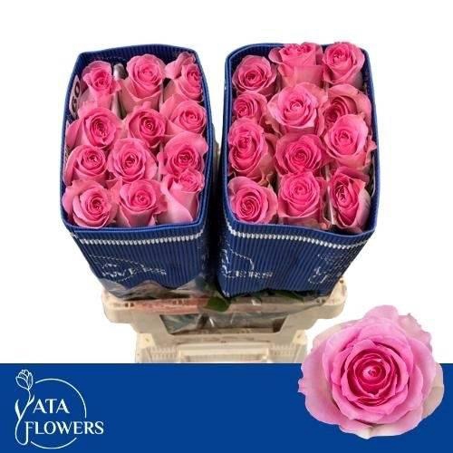 <h4>R Gr Sweet Unique</h4>