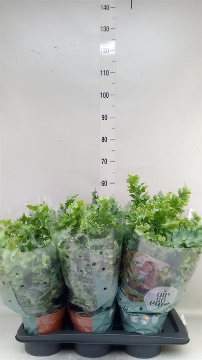 <h4>Phlebodium aureum 'Davana'</h4>