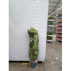 Philodendron  'Red Emerald'