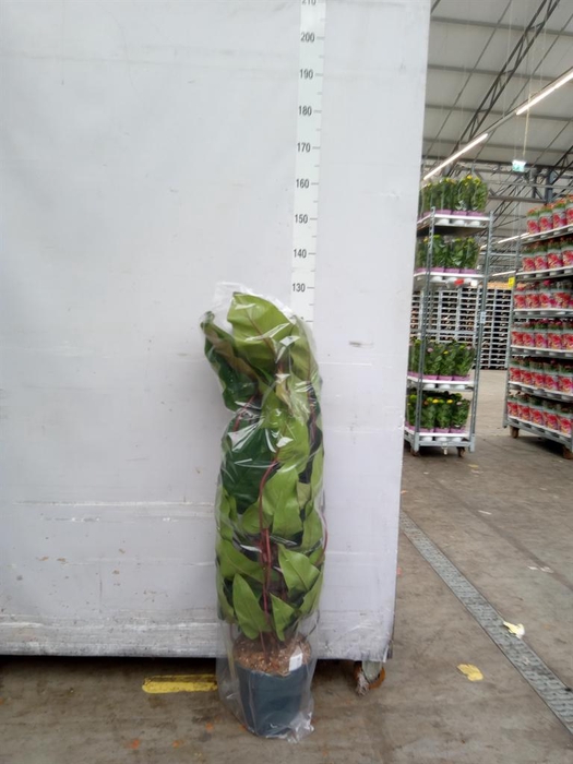 <h4>Philodendron  'Red Emerald'</h4>