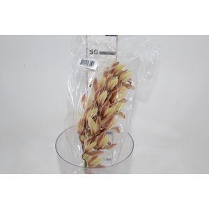 CYMBIDIUM HT MIN 16 FLS CHAMPAGNE/CREME