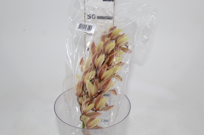 <h4>CYMBIDIUM HT MIN 16 FLS CHAMPAGNE/CREME</h4>
