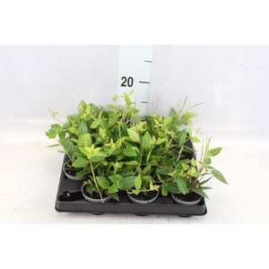 Peperomia