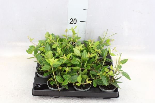 <h4>Peperomia</h4>