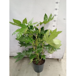 Fatsia japonica   ...