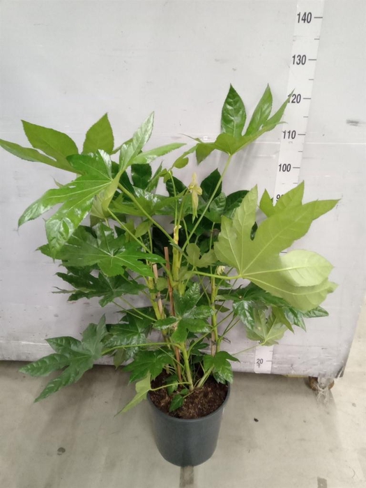<h4>Fatsia japonica   ...</h4>