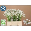 Allium Flocon