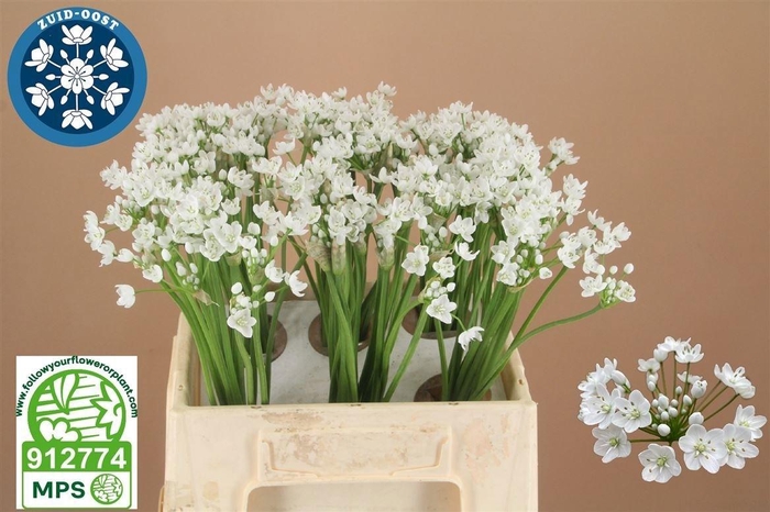 Allium Flocon