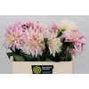 Dahlia Cafe Au Lait