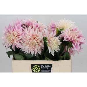 Dahlia Cafe Au Lait