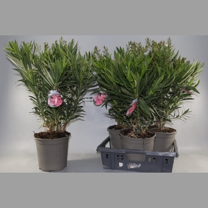 NERIUM OLEANDER OV