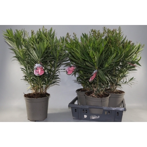 NERIUM OLEANDER OV