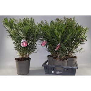 NERIUM OLEANDER OV