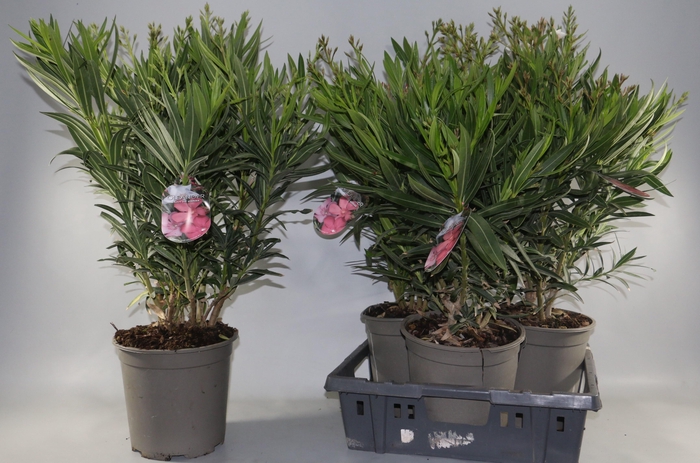 NERIUM OLEANDER OV